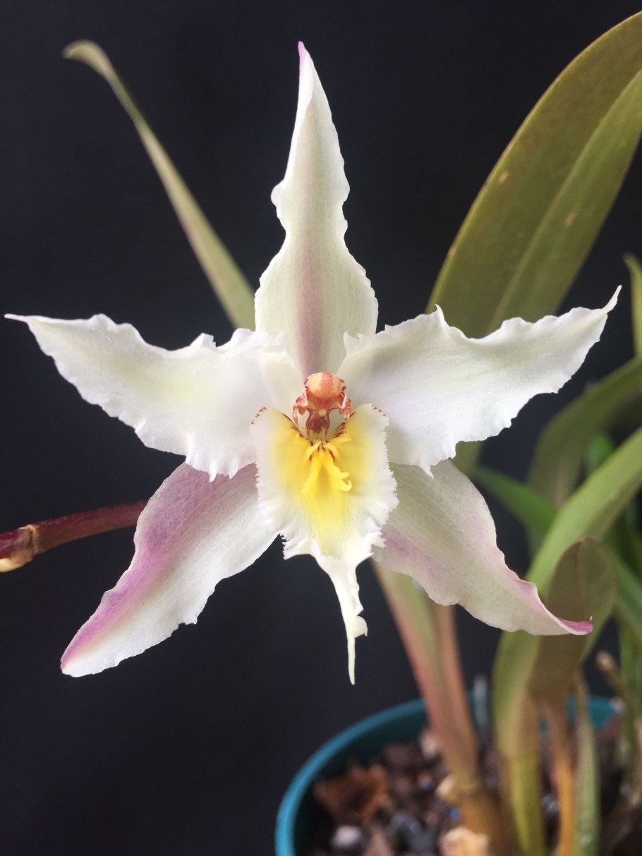 Одонтоглоссум Маргарет холм