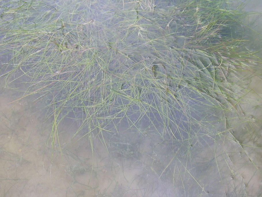 Руппия морская Ruppia maritima красная книга