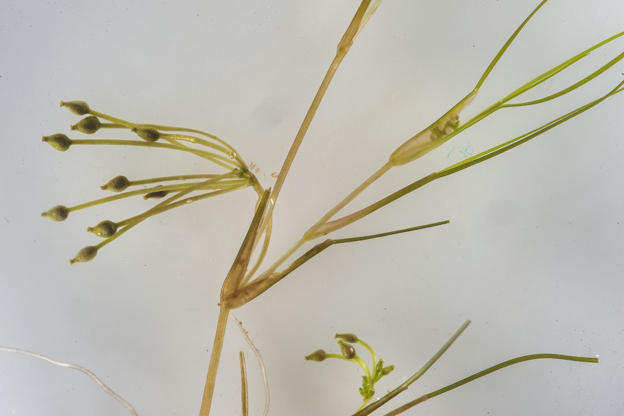 Рупия растение