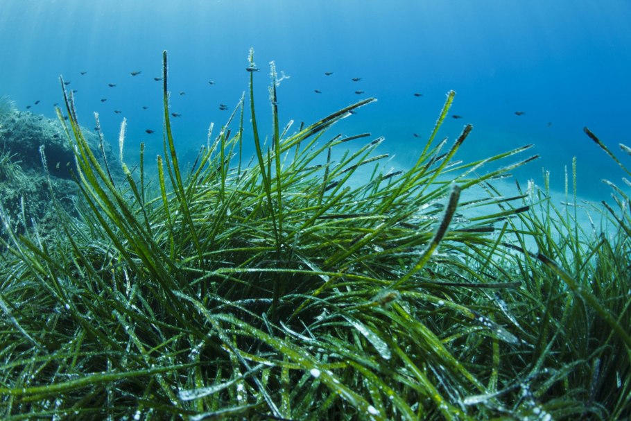 Мимикрия рыба-игла