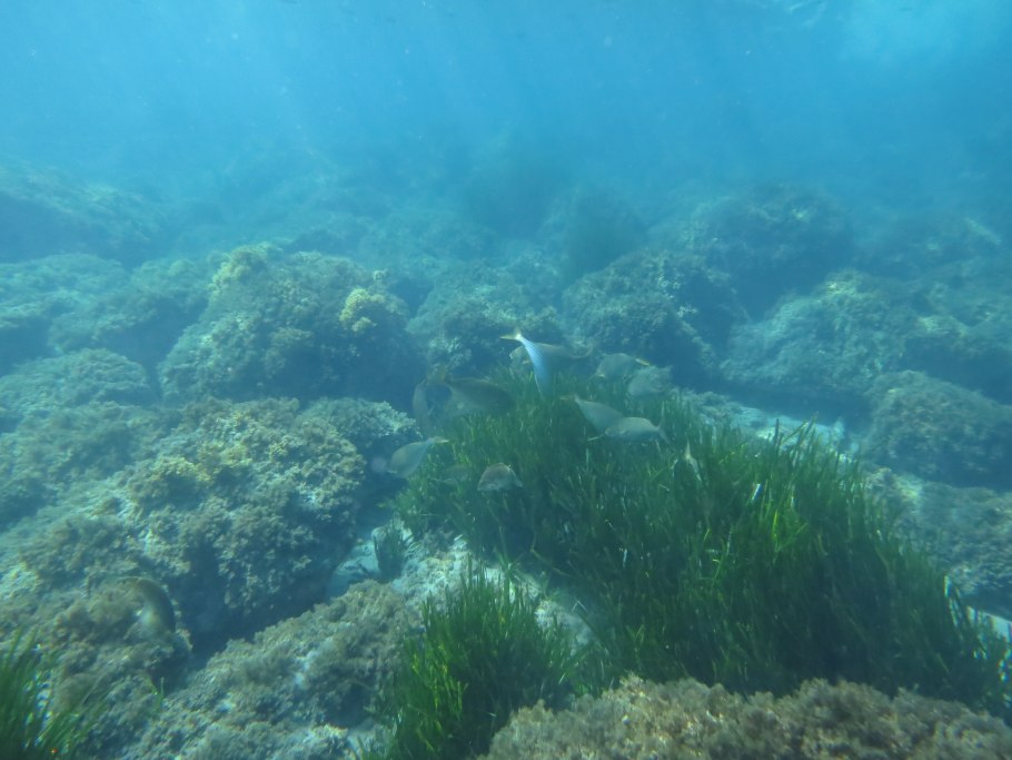 Посидония океаническая