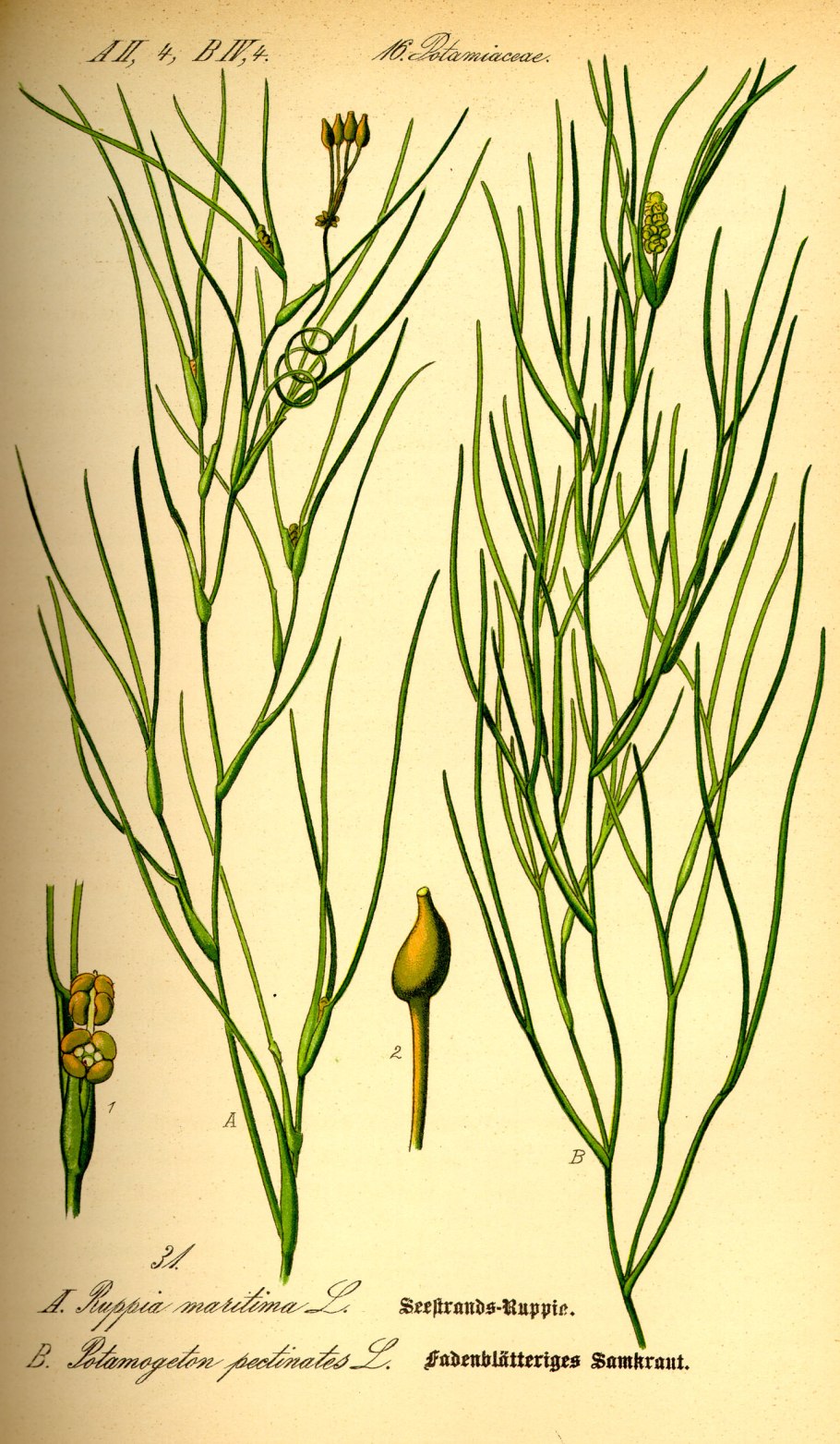 Зостера и руппия