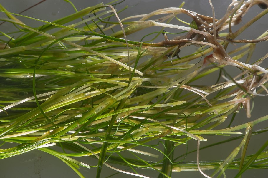 Руппия коротконожковая