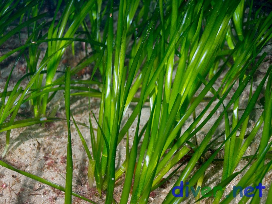 Валлиснерия спиральная аквариумное