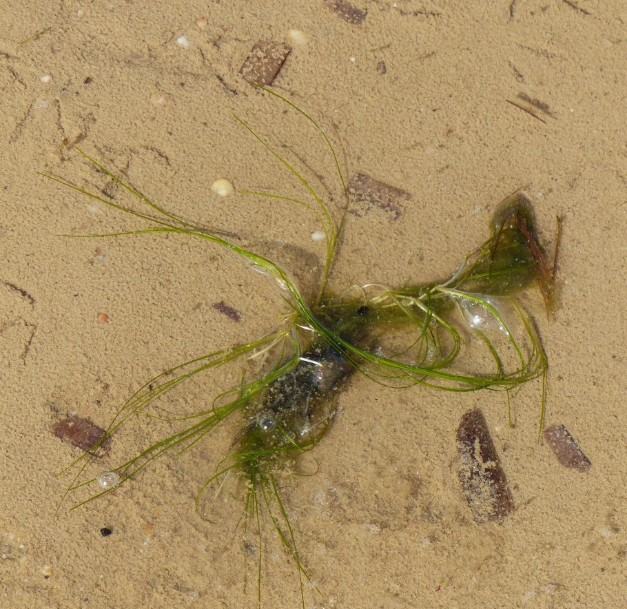 Лагун трава