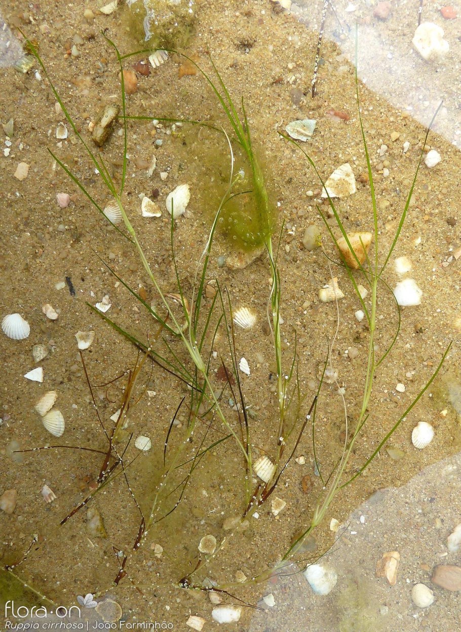 Руппия коротконожковая