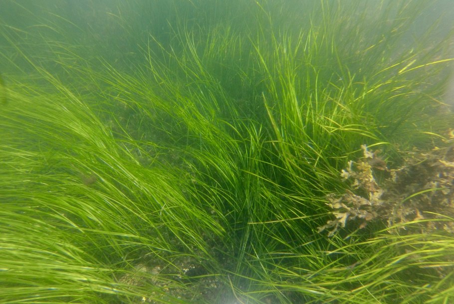 Зостера Марина водоросль