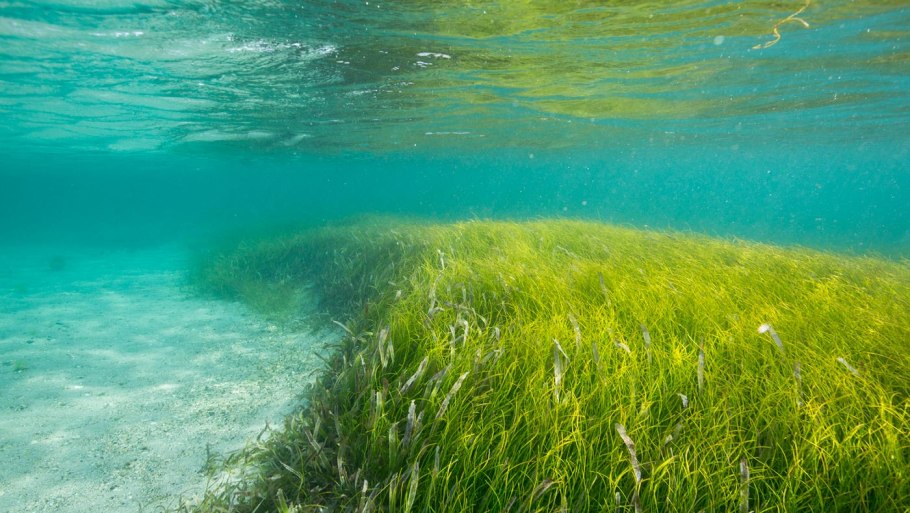 Зостера азиатская - Zostera Asiatica.