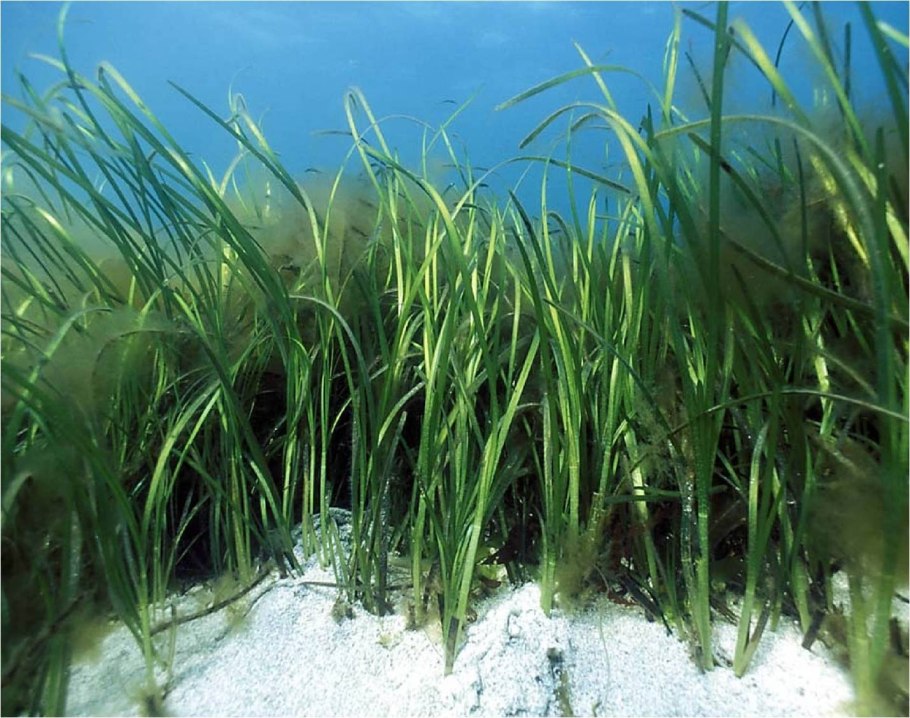 Potamogeton octandrus