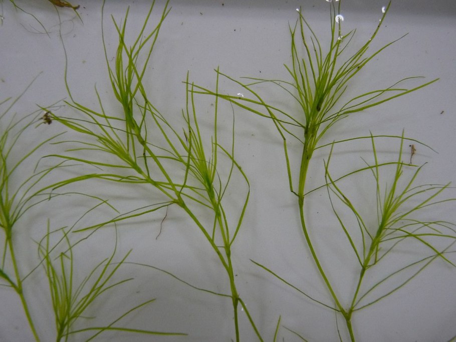 Морская трава Зостера