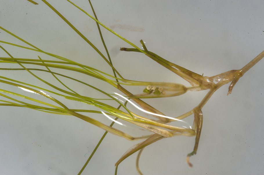 Руппия коротконожковая