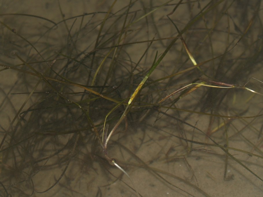 Водоросли черного моря Зостера