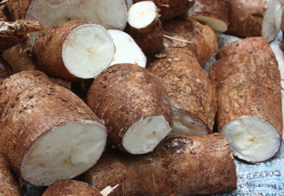 Кассава в Бразилии