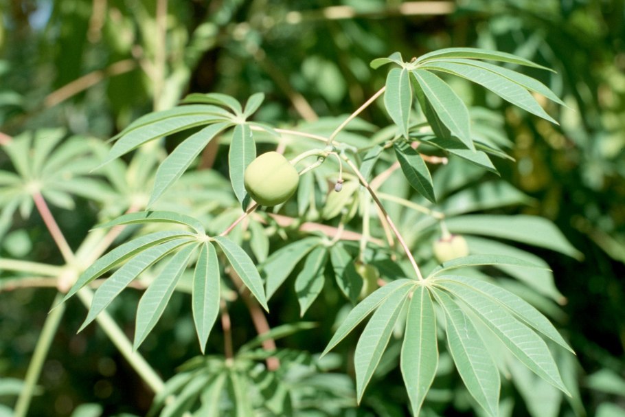 Маниок цветок