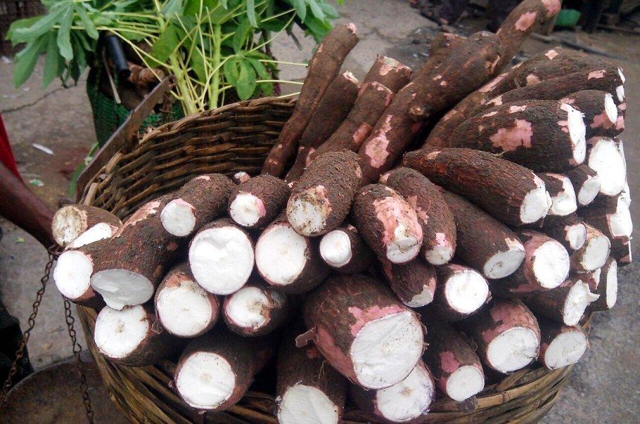 Кассава маниок