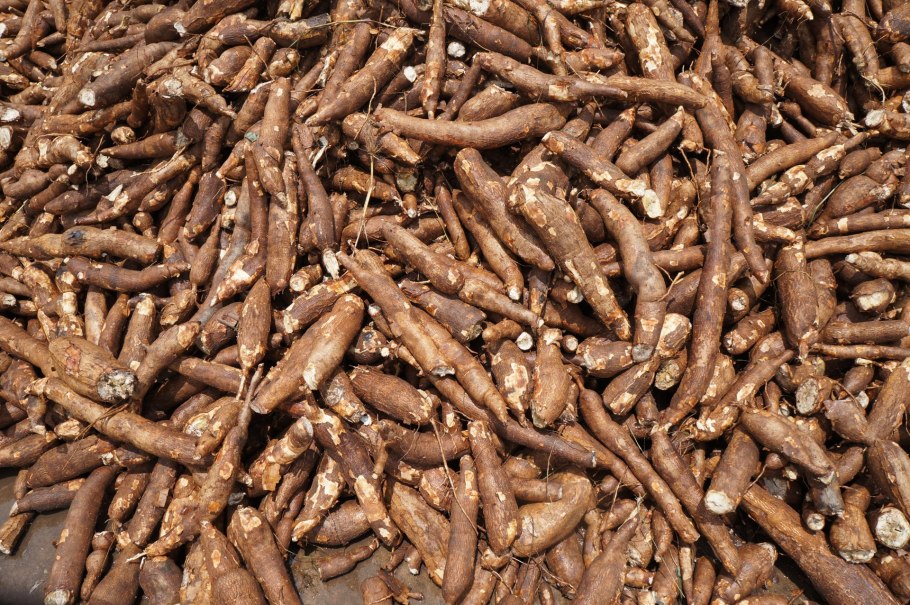 Маниок корнеплод