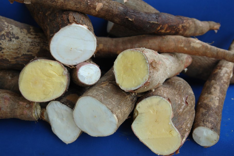 Кассава маниока