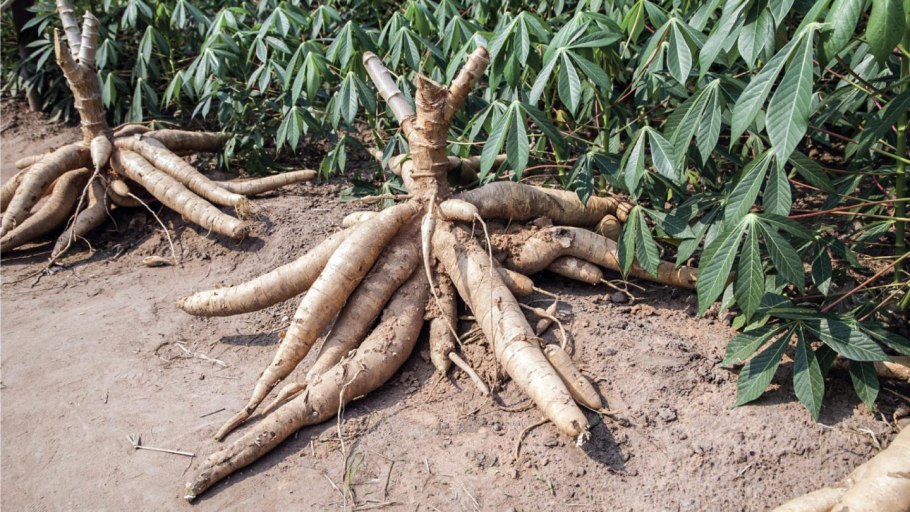 Кассава корнеплод