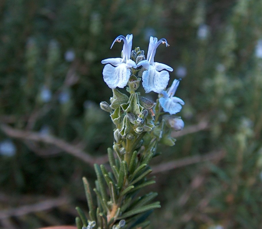 Розмарин оффициналис