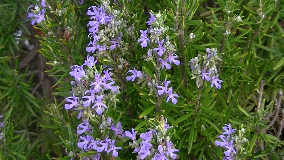 Розмарин корсиканский распростертый