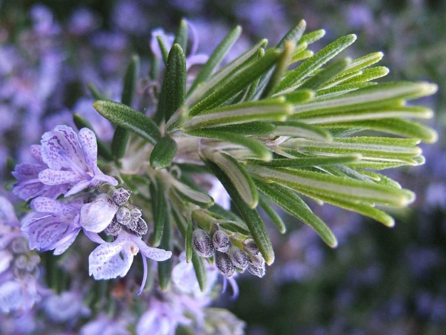 Розмарин officinalis