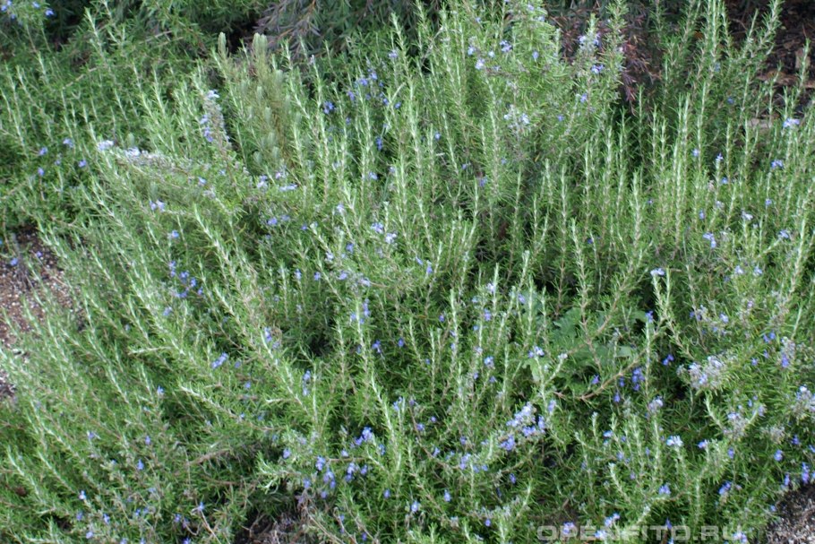 Rosmarinus officinalis растение
