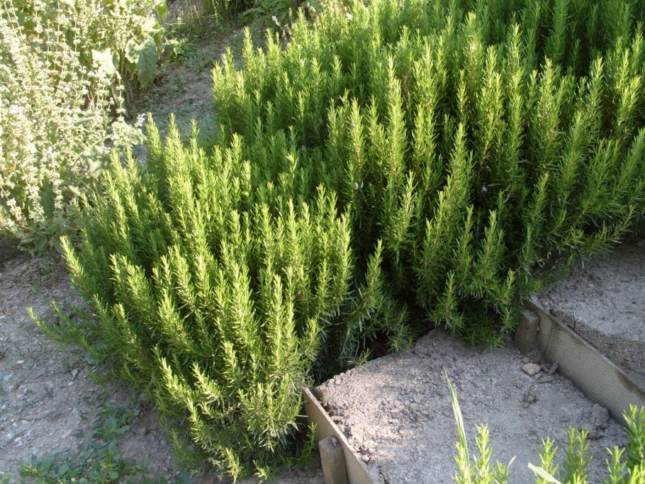 Розмарин цветок