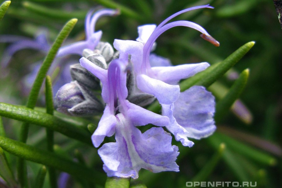 Розмарин обыкновенный Rosmarinus officinalis