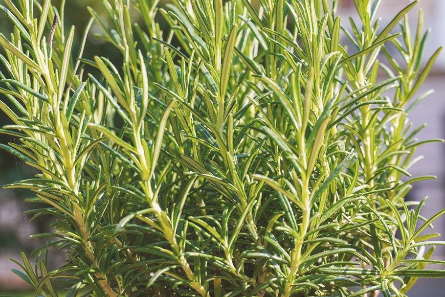 Розмарин оффициналис