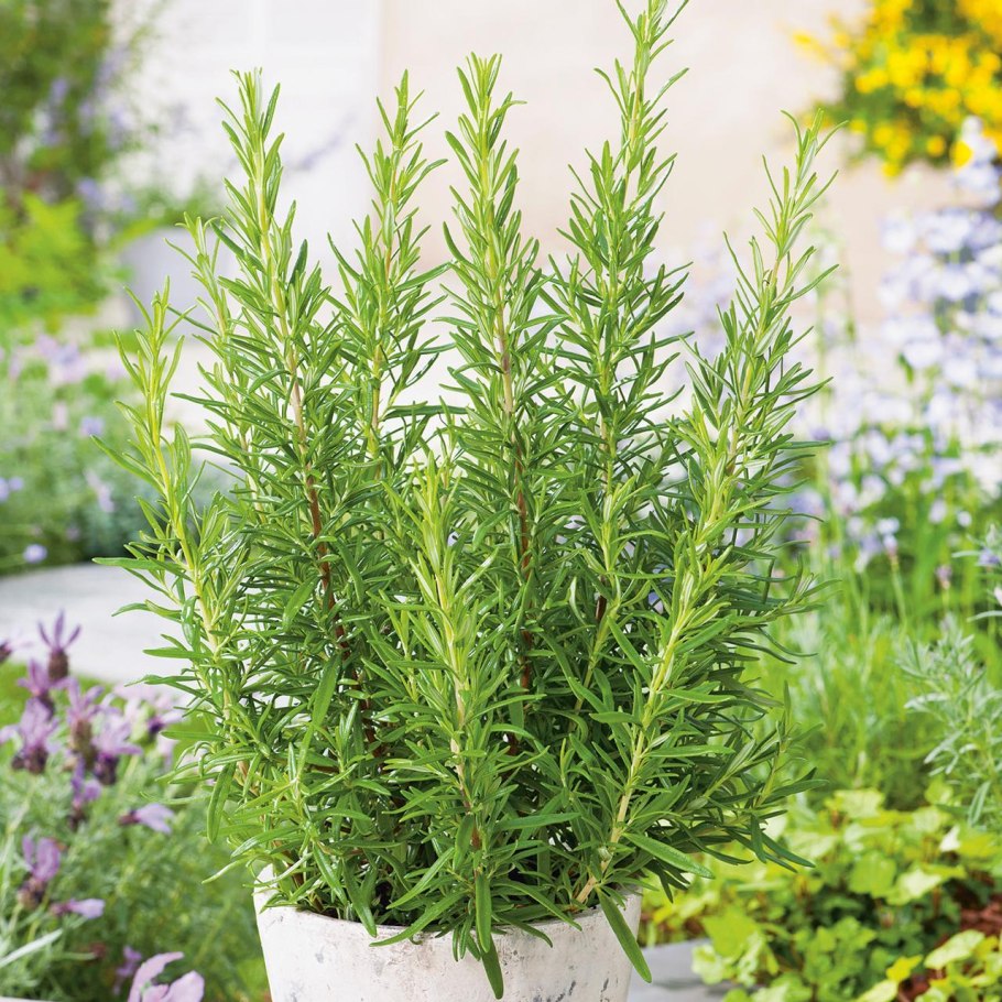 Розмарин оффициналис