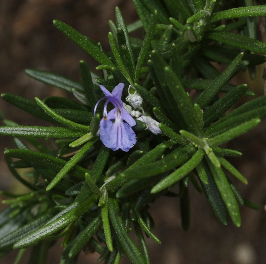 Розмарин лекарственный Таскан Блю