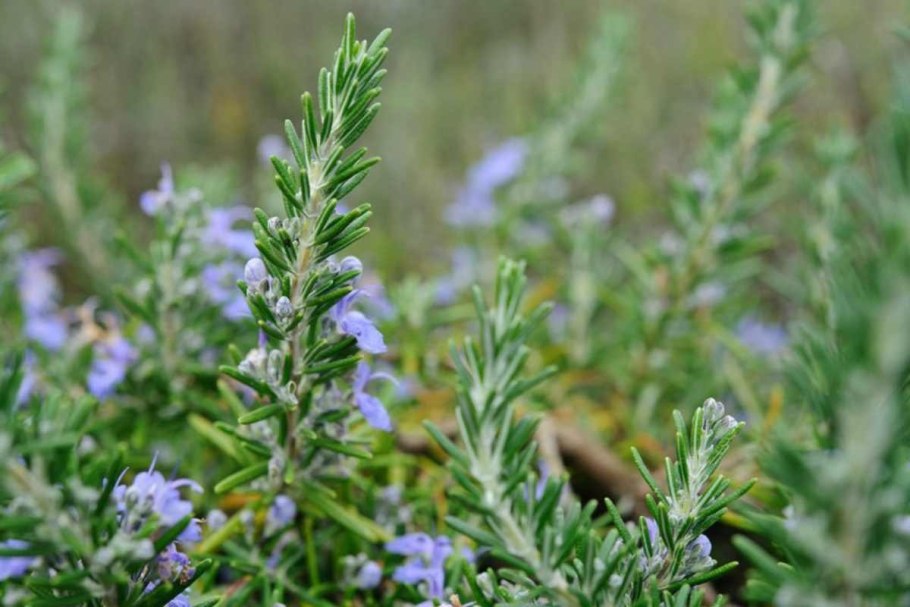 Rosmarinus officinalis Prostratus