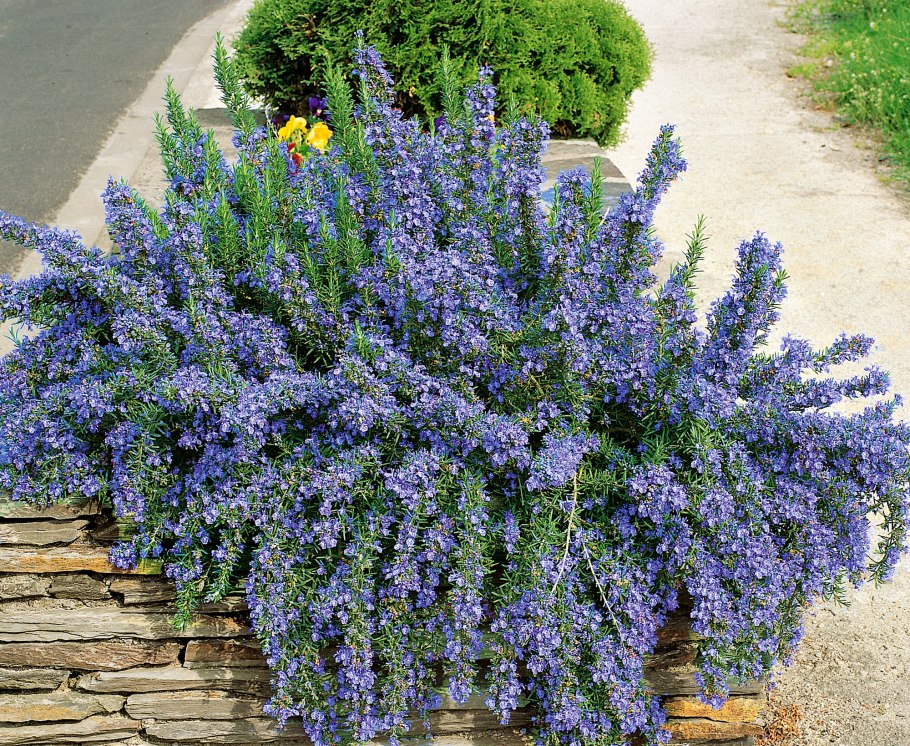 Розмарин симплхербс