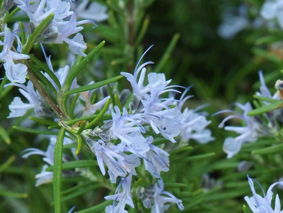 Розмарин ползучий