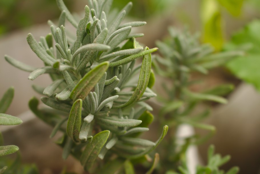 Розмарин оффициналис