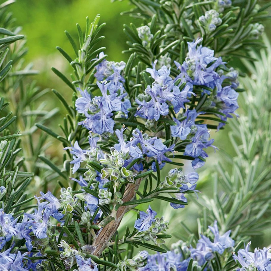 Розмарин Rosmarinus officinalis Capri