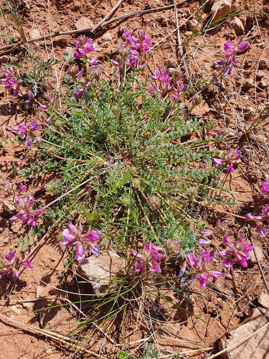 Остролодочник Палласа