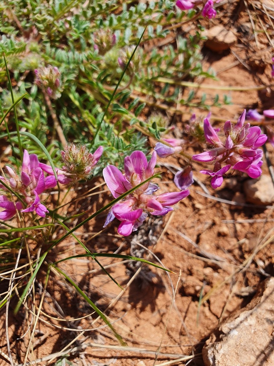 Остролодочник Зарафшанский