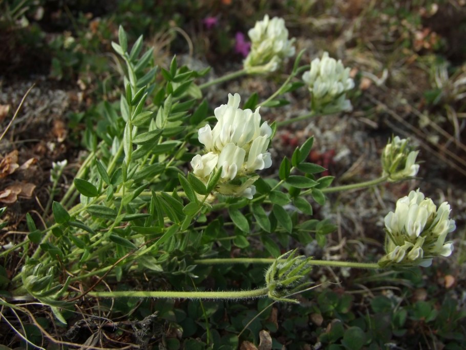 Остролодочник Чуйский oxytropis tschujae