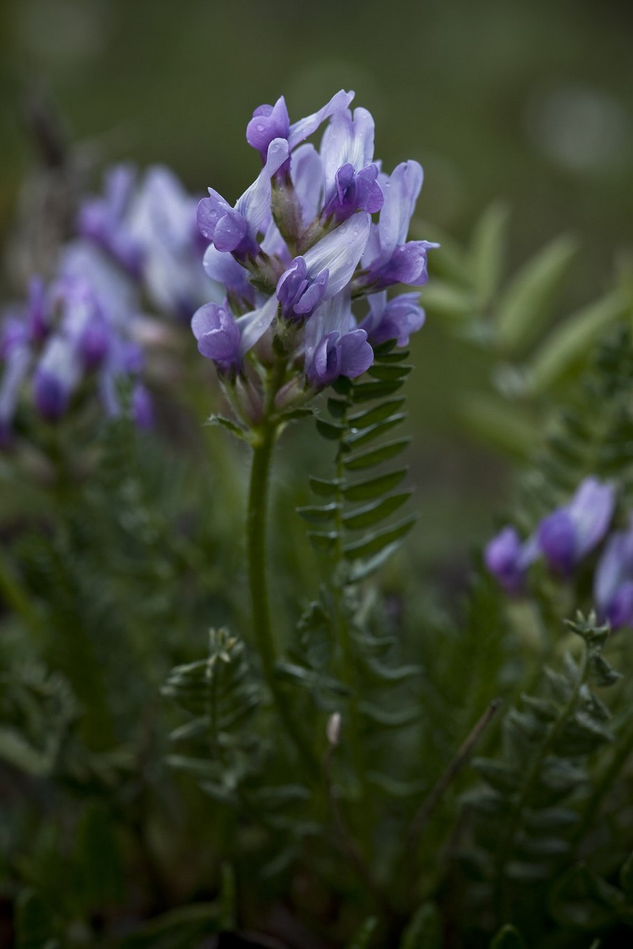 Остролодочник Путоранский