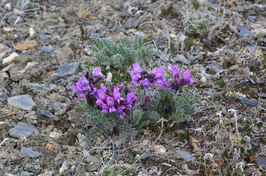 Oxytropis glabra