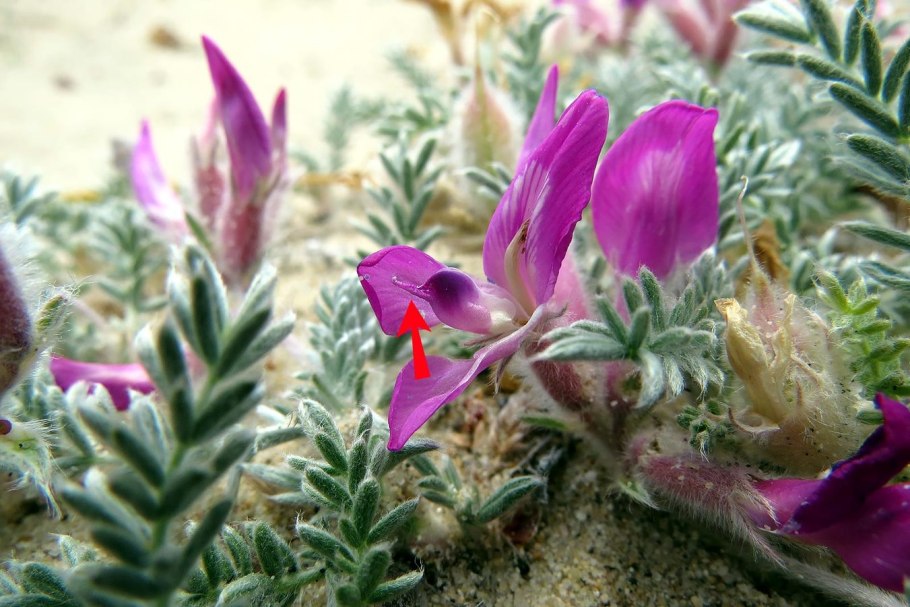 Астрагал копеечник Остролодочник