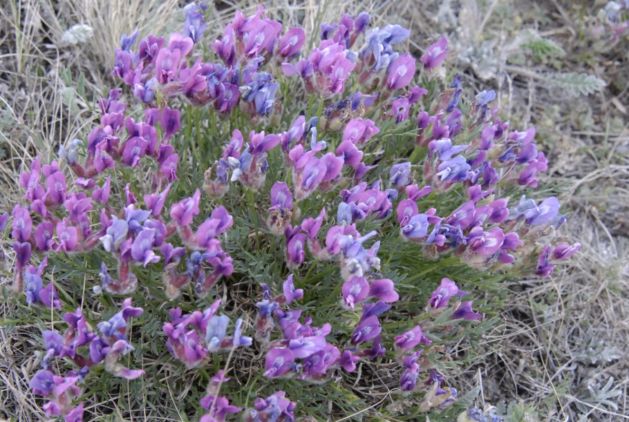 Oxytropis glabra