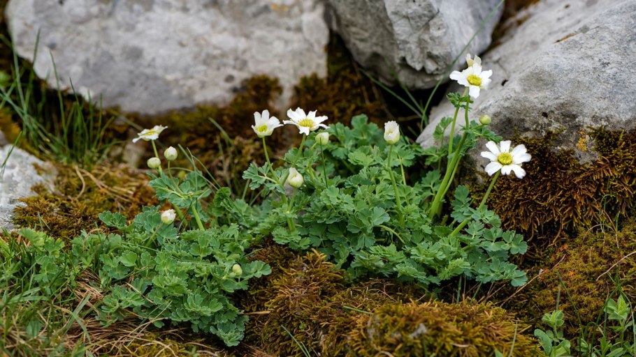 Callianthemum coriandrifolium