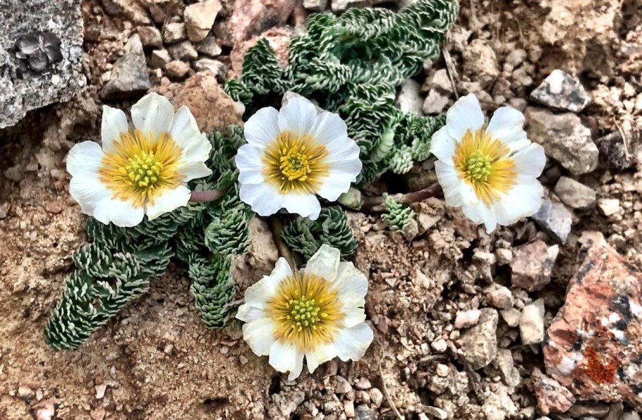 Callianthemum coriandrifolium