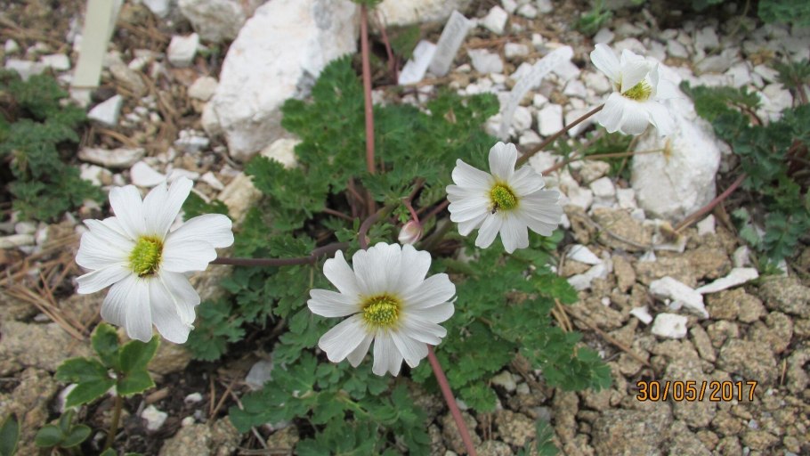 Calceolaria integrifolia