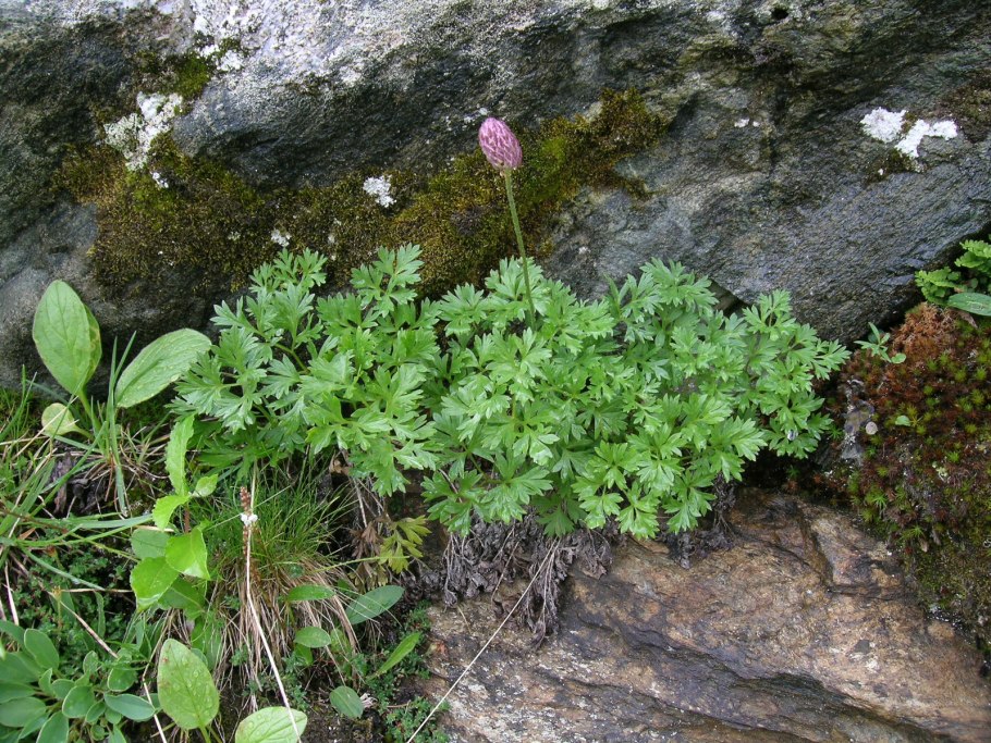 Рутовник Пимпенеллоидес
