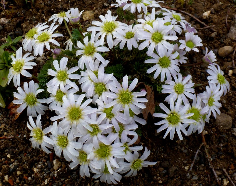 Рутовник Саянский