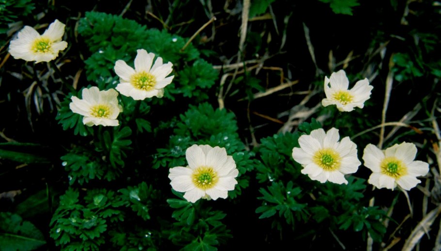 Красивоцвет Рутовник