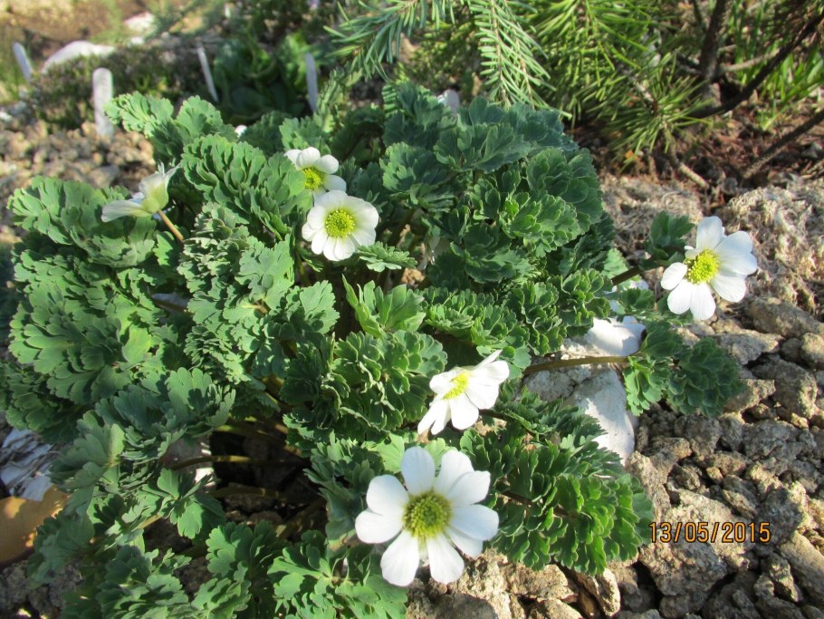 Рутовник Фаррера